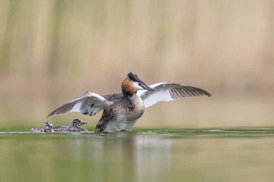 Haubentaucher mit Küken
