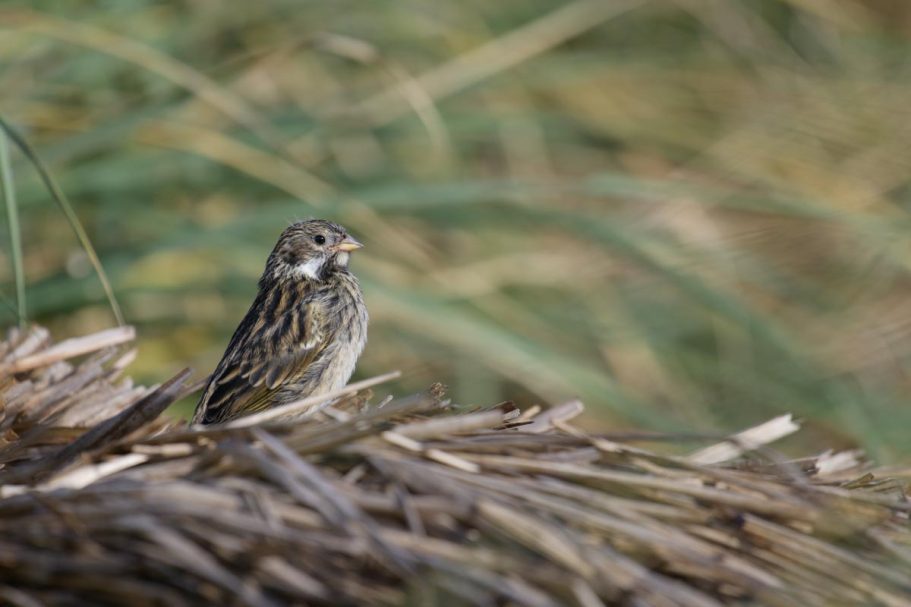 junge Weißbart-Ammertangare