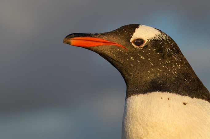 Eselspinguin Portrait