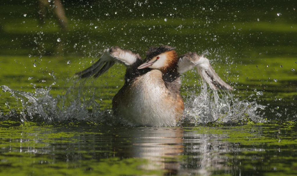 badender Haubentaucher