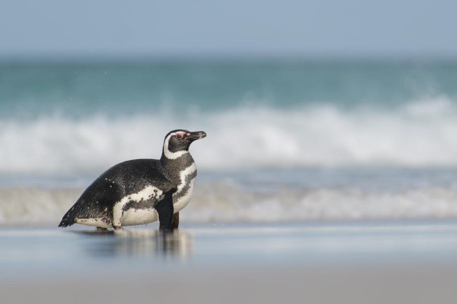 erschrockener Magellanpinguin