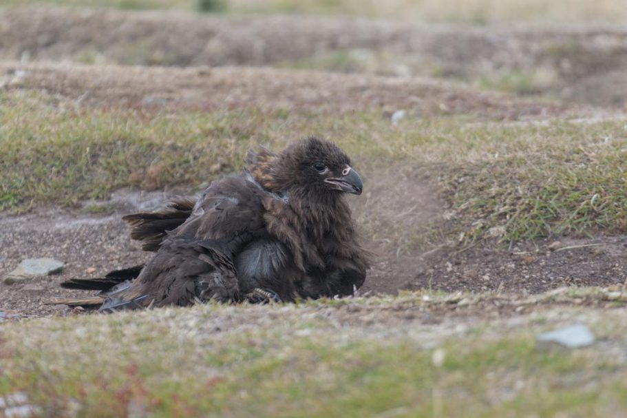 im Sand badender Falkland-Karakara