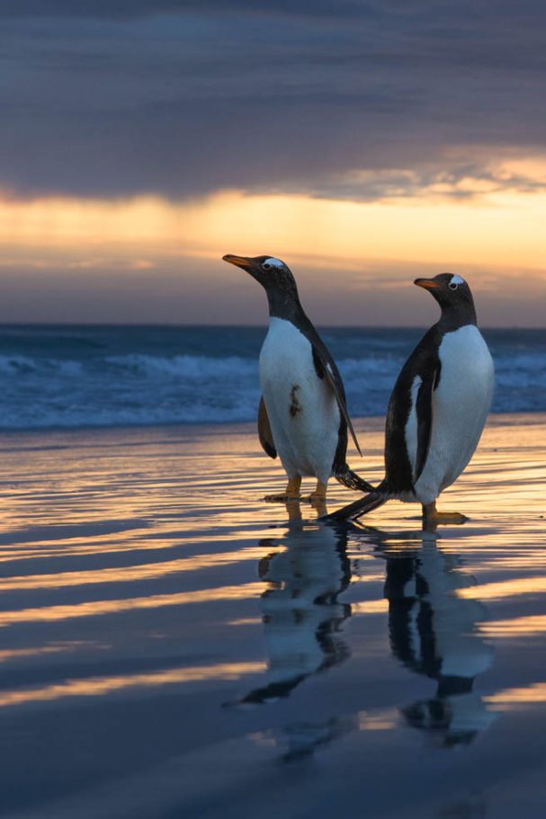 Eselspinguine im Morgenlicht