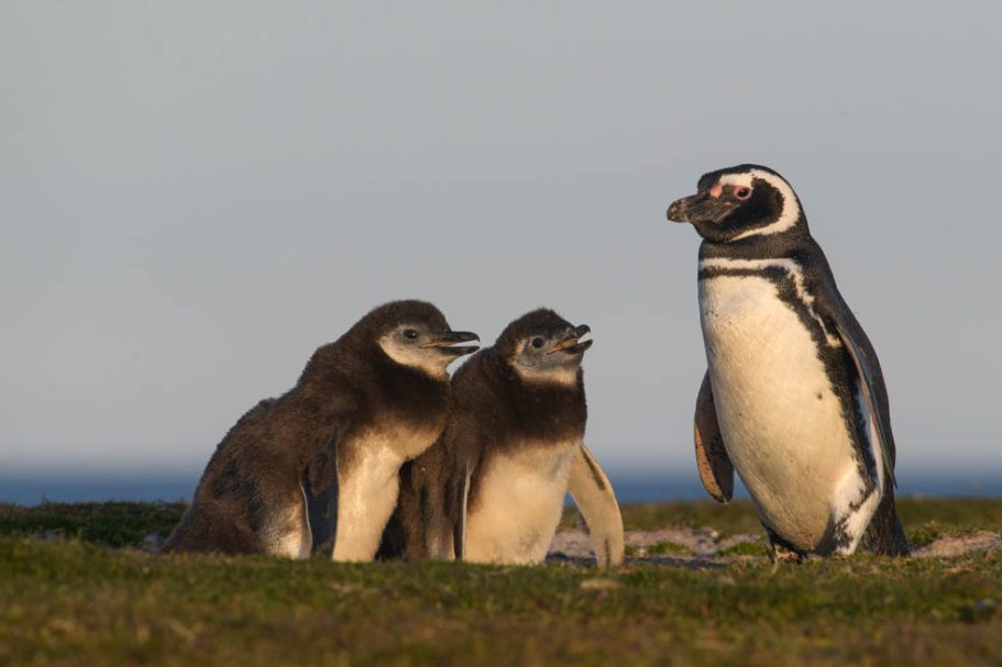 Magellanpinguin mit Küken im Abendlicht