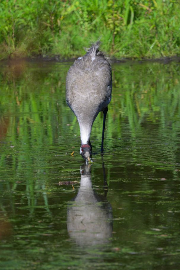 trinkender Graukranich