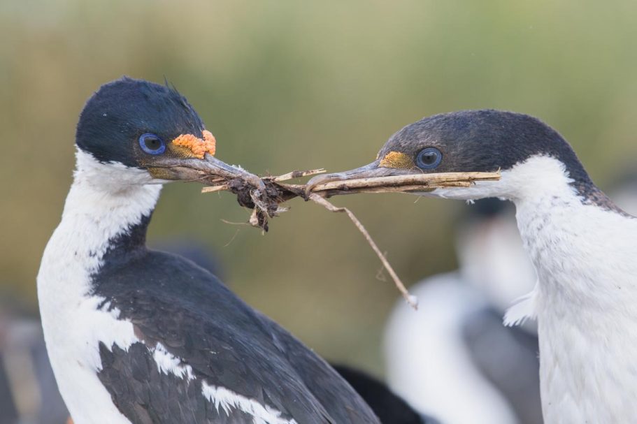 Streit ums Nistmaterial