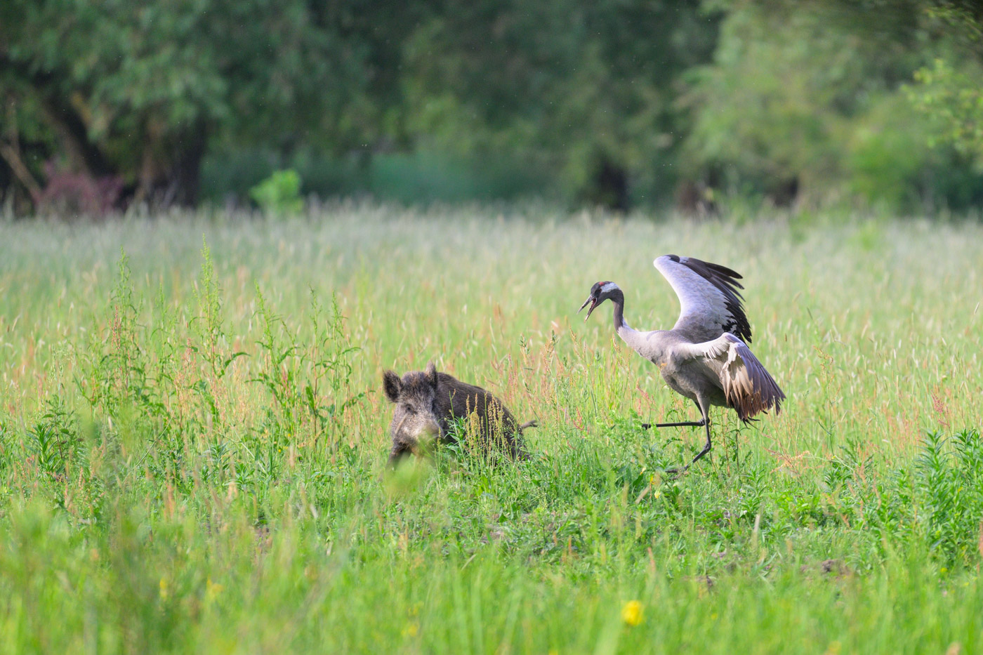 Jetzt reicht es - Graukranich attackiert ein Wildschwein.