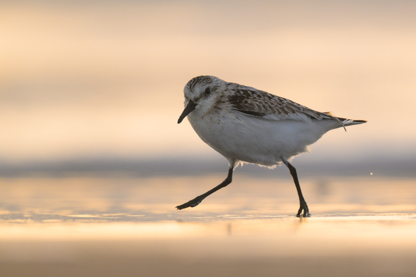 Sanderling im Gegenlicht