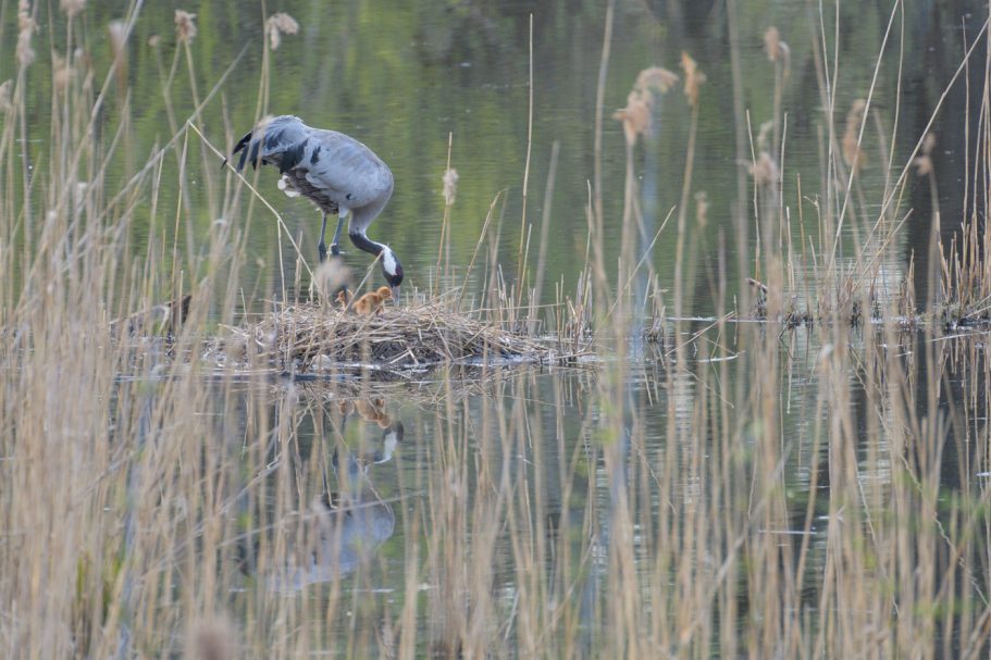 Graukranich mit Jungvögeln im Nest
