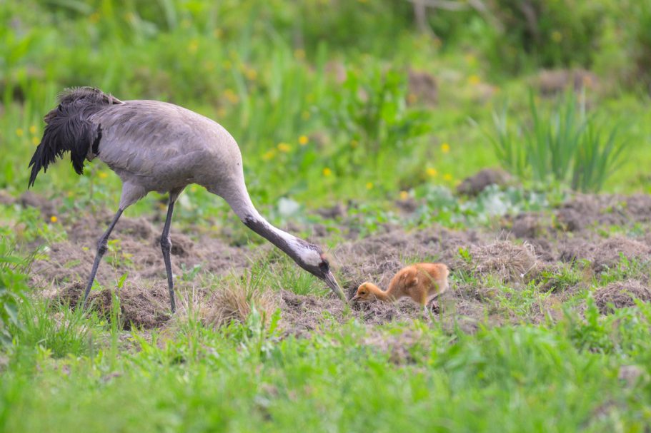 Fütterung des Jungvogels