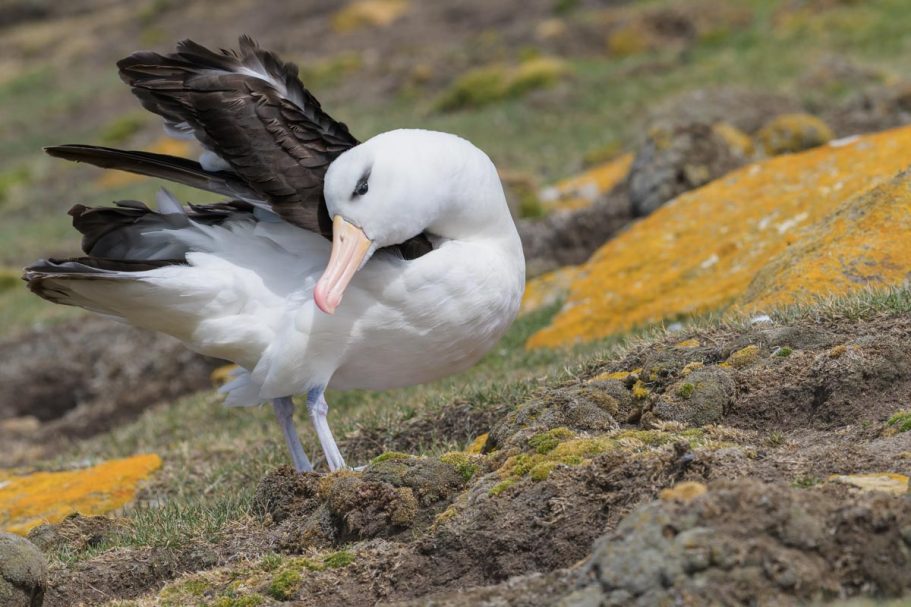 putzender Schwarzbrauenalbatross