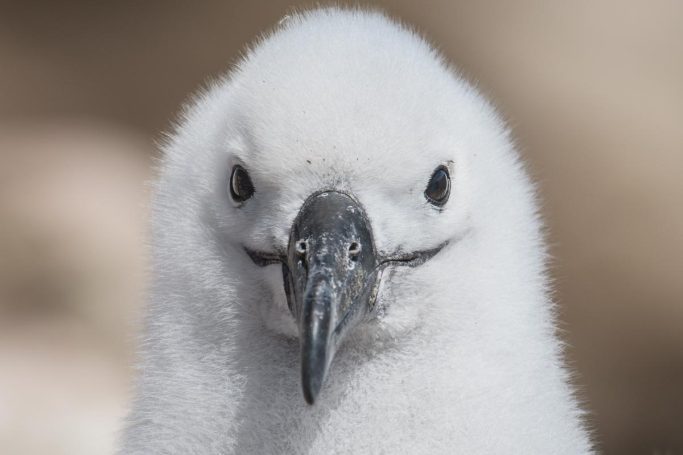 Portrait eines Schwarzbrauenalbatross Kükens