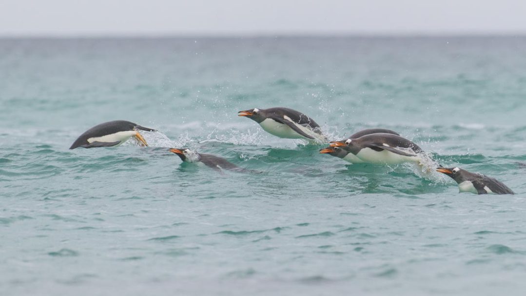 aus dem Wasser springende Eselspinguine