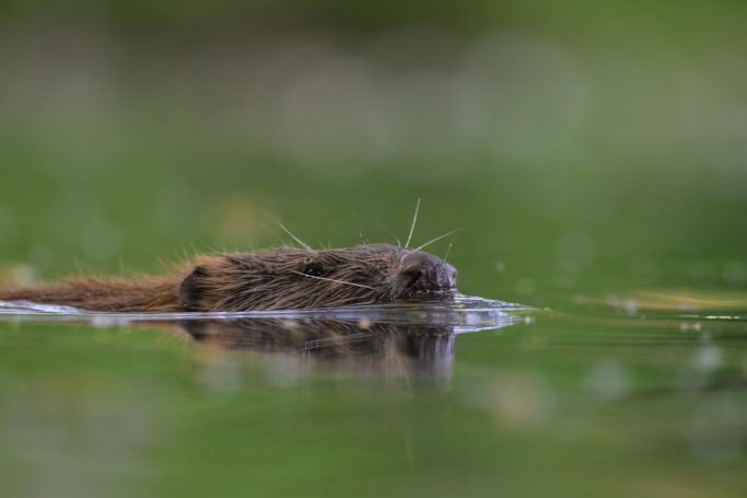 Portrait eines schwimmenden Bibers