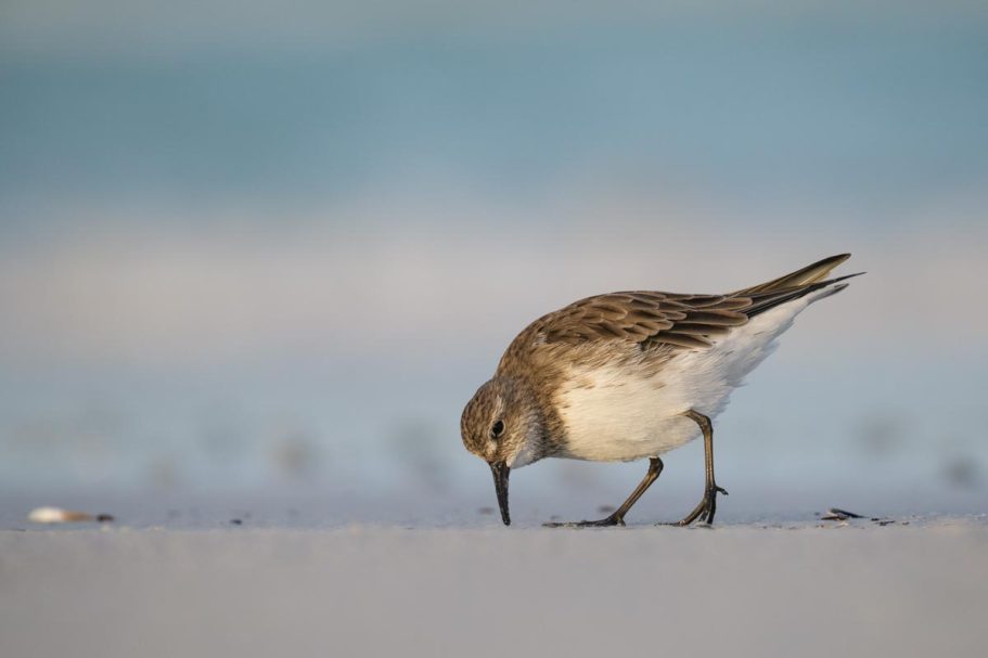 Weißbürzel-Strandläufer