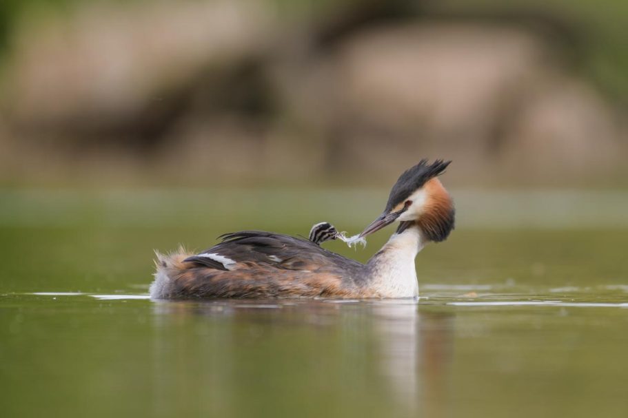 Übergabe einer Feder