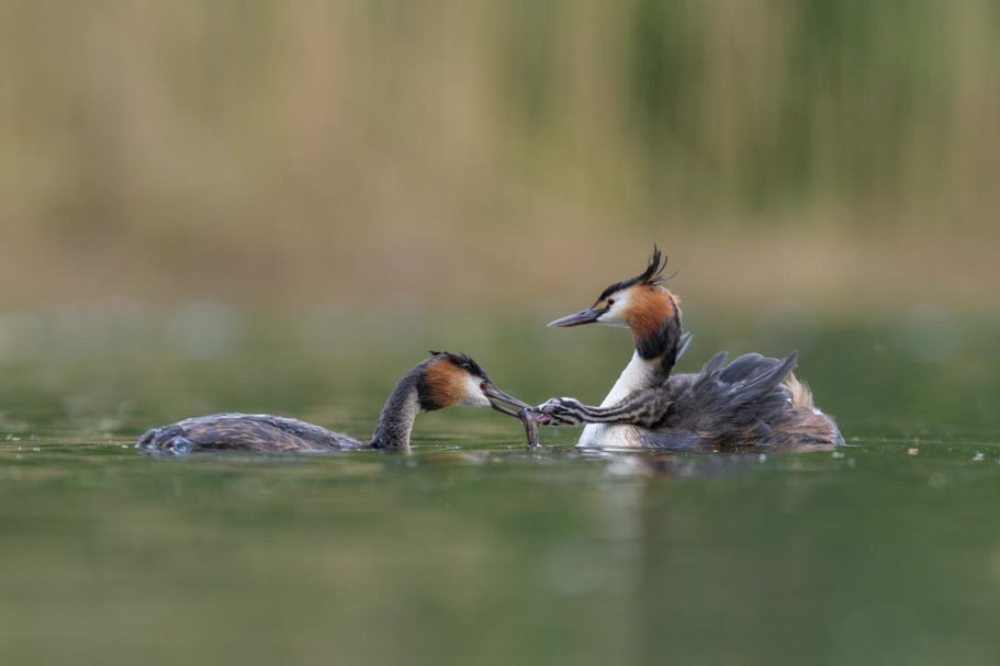 Haubentaucher bei der Fütterung