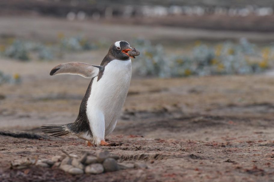 Transport von Nistmaterial