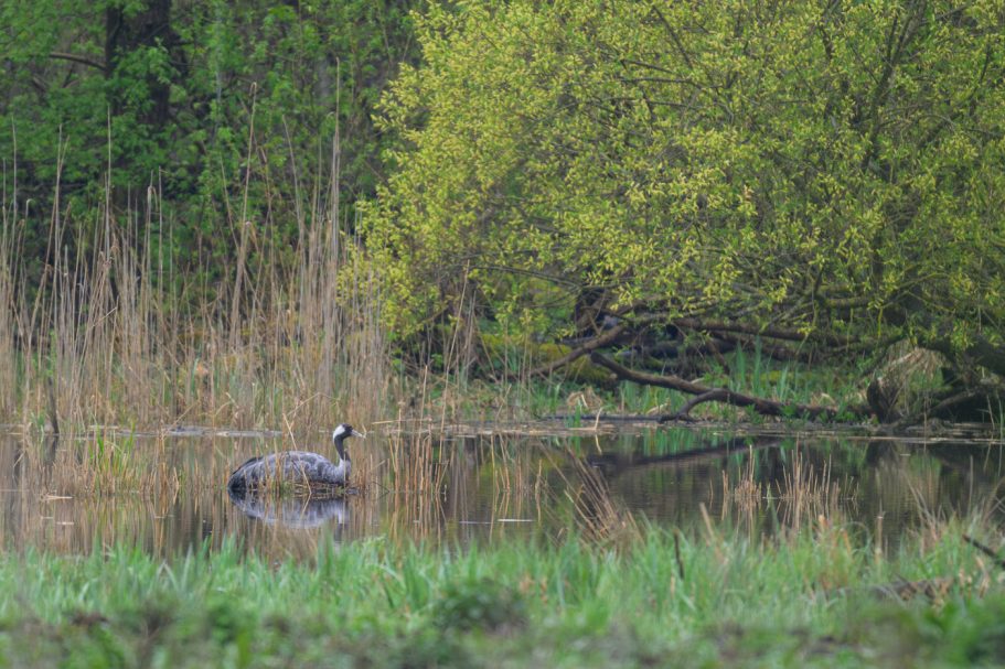 "Hochwasser" am Nest...