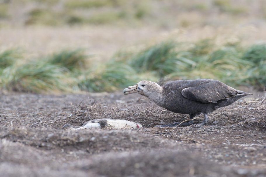 fressender Riesensturmvogel