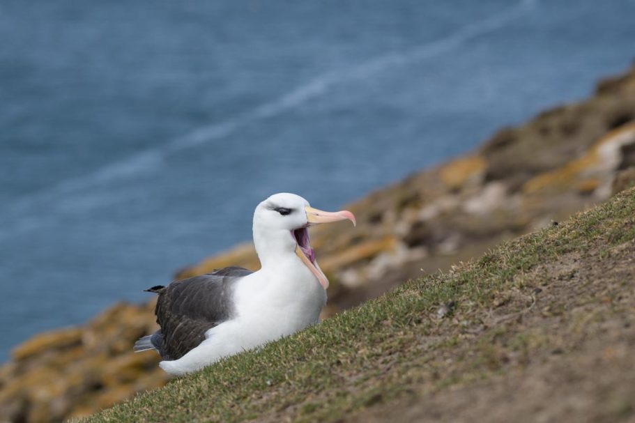 gähnender Schwarzbrauenalbatross