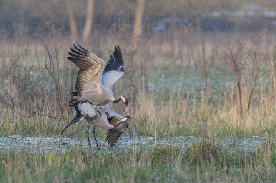 Paarung der Graukraniche