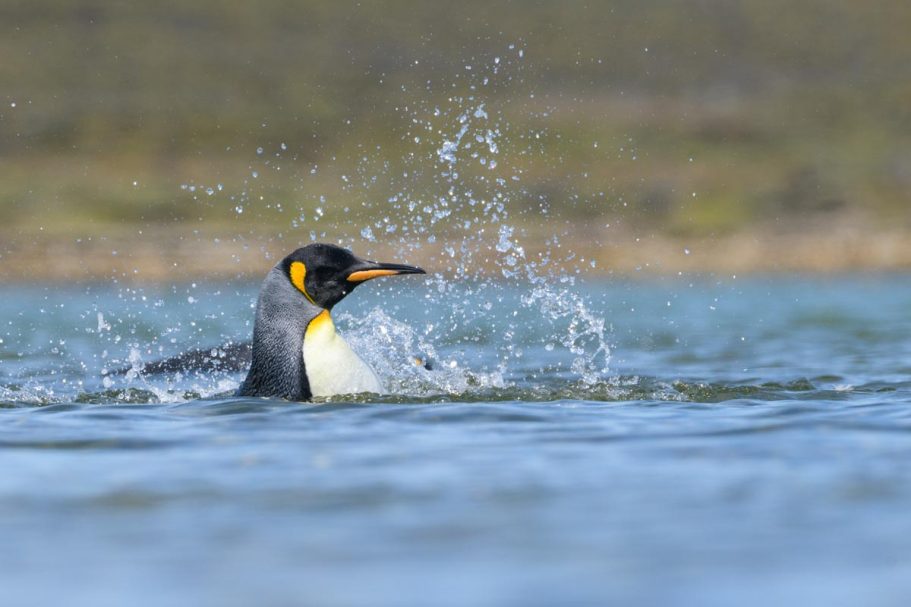 badender Königspinguin