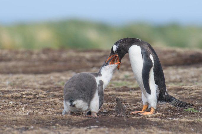 Hoffentlich fällt etwas auf den Boden...