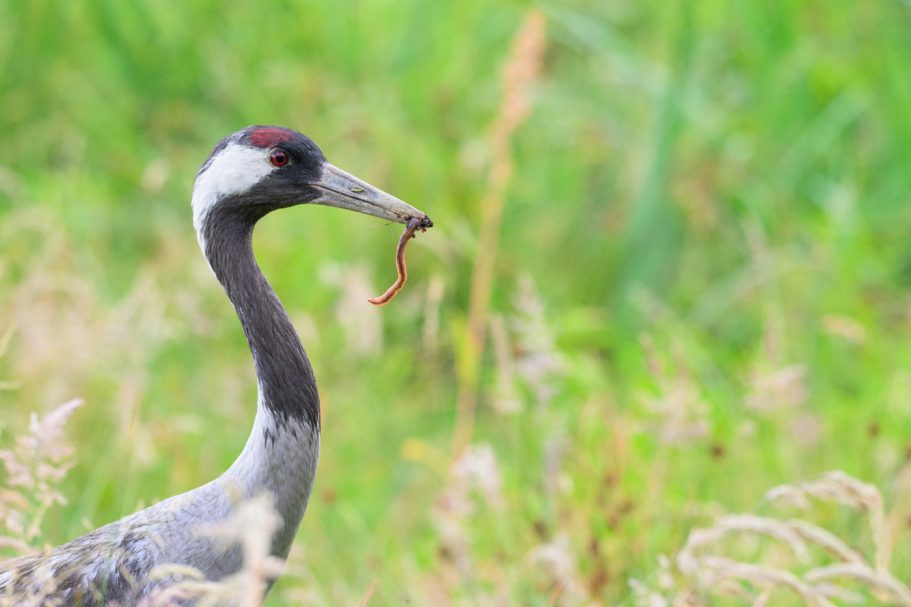 Graukranich trägt Regenwurm zum Jungvogel