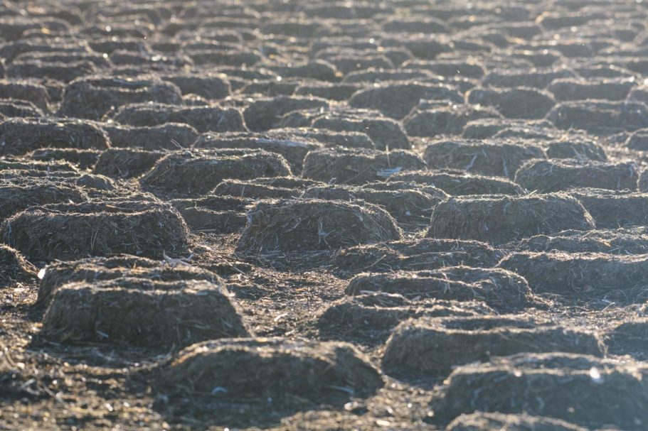 verlassene Brutkolonie von Königskormoranen