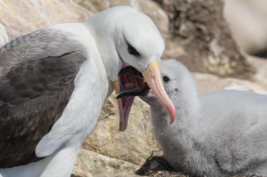 Fütterung Schwarzbrauenalbatrosse