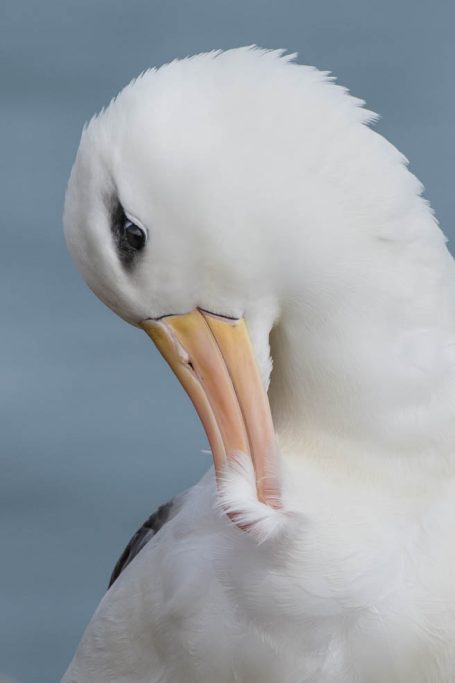 putzender Schwarzbrauenalbatross