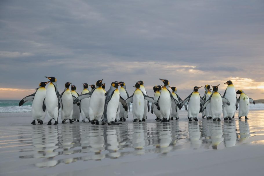 Gruppe Königspinguine am Strand