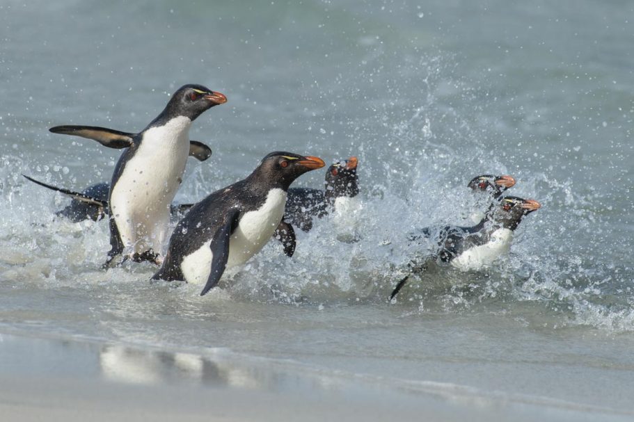 an Land springende Felsenpinguine