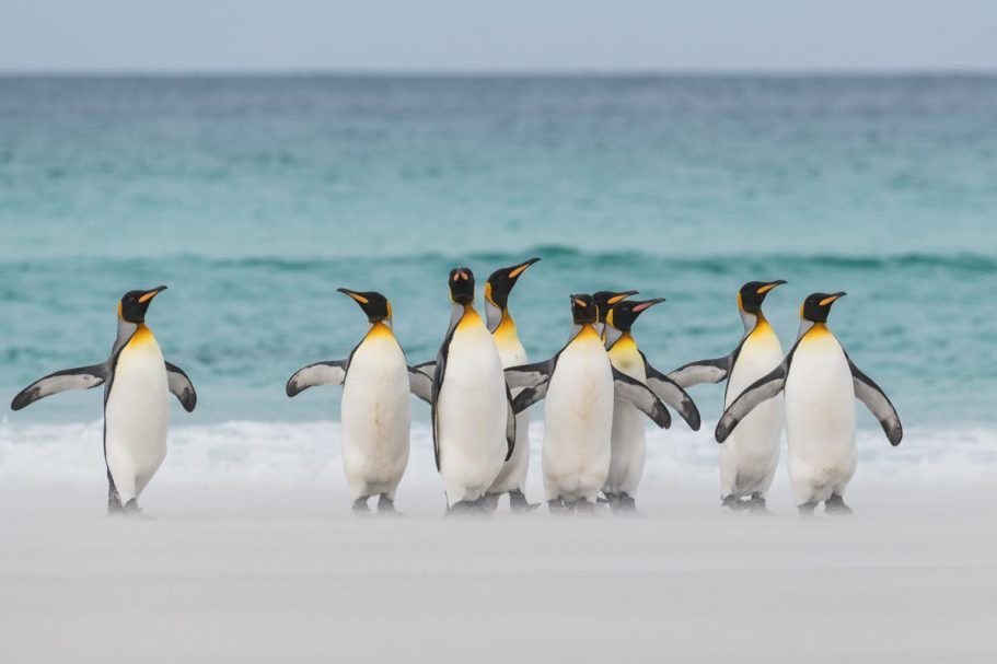 Gruppe Königspinguine am Strand