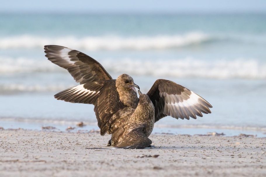 kämpfende Falkland-Skuas