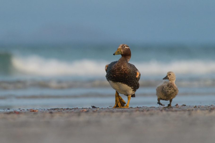 weibliche Falkland-Dampfschiffente mit Küken im Morgenlicht