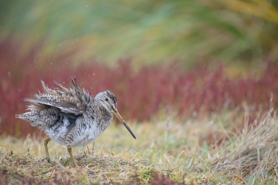 schüttelnde Magellan-Bekassine