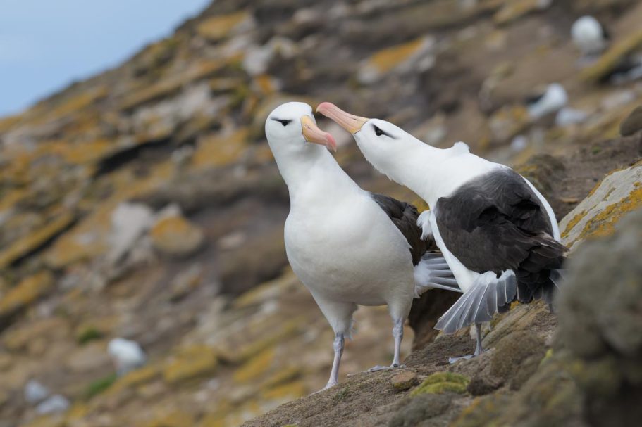 balzende Schwarzbrauenalbatrosse