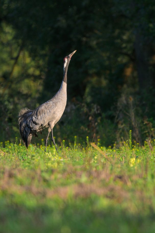 balzender Graukranich