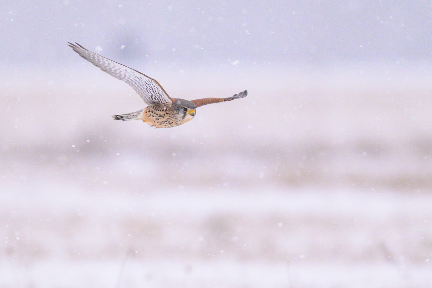 Turmfalke im Schneegestöber