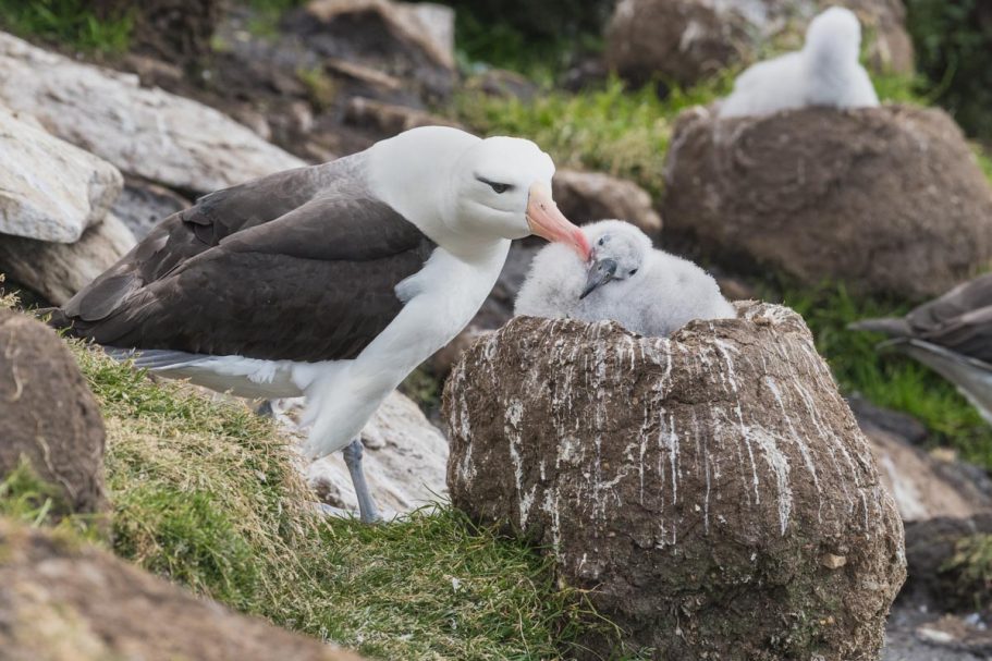 Brutpflege Schwarzbrauenalbatross