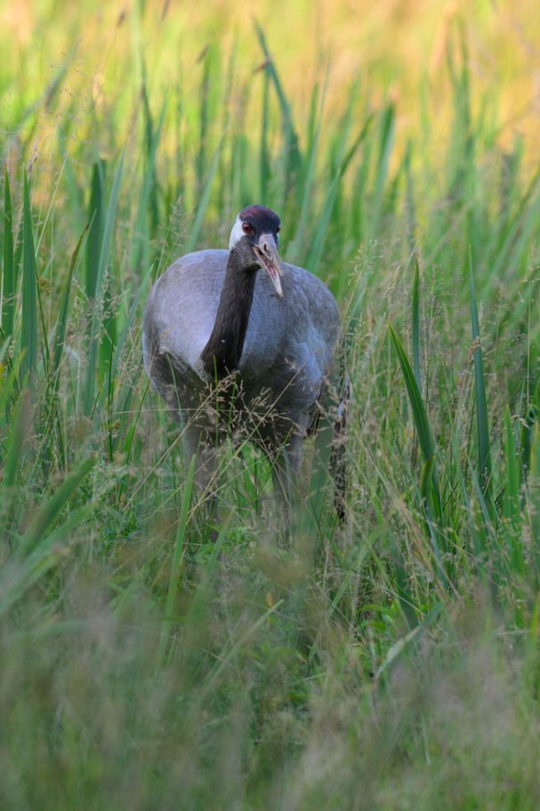 Graukranich frisst Grassamen