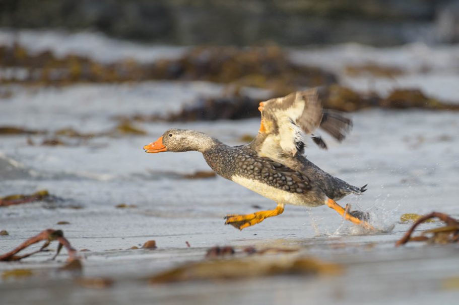 fliehende männliche Falkland-Dampfschiffente