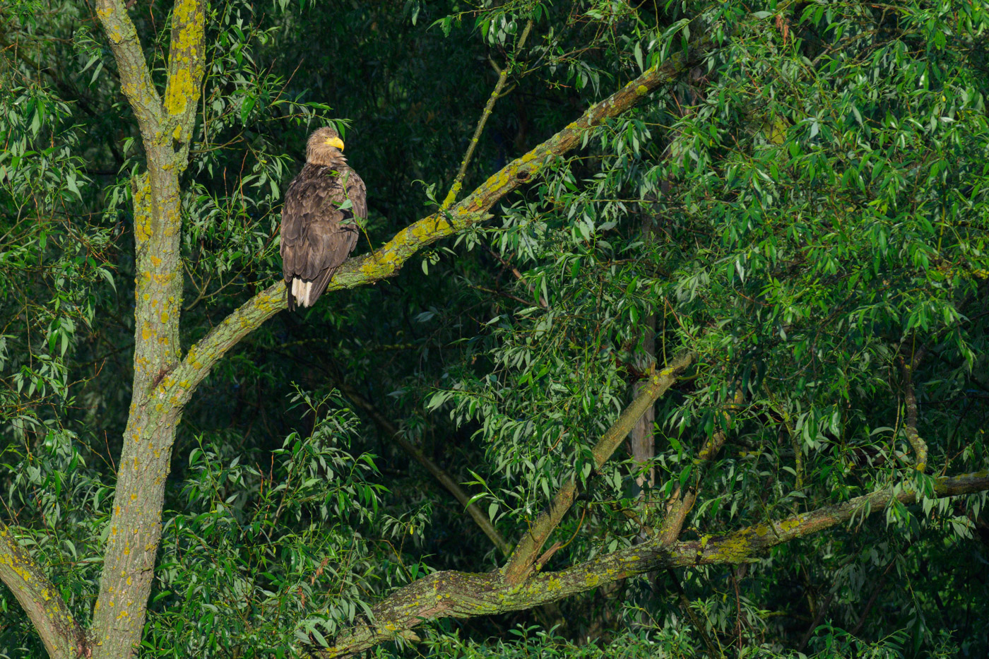 Seeadler im Abendlicht