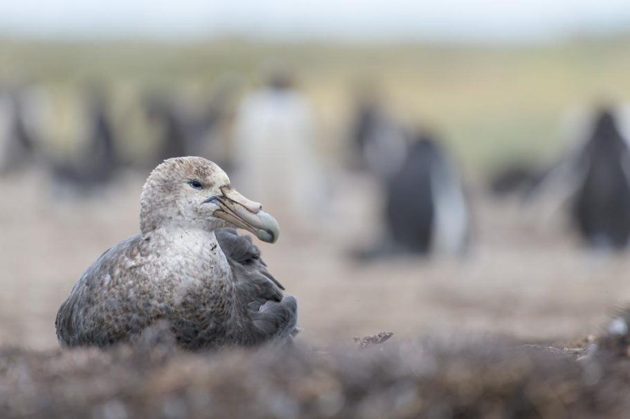 Riesensturmvogel vor Pinguinkolonie