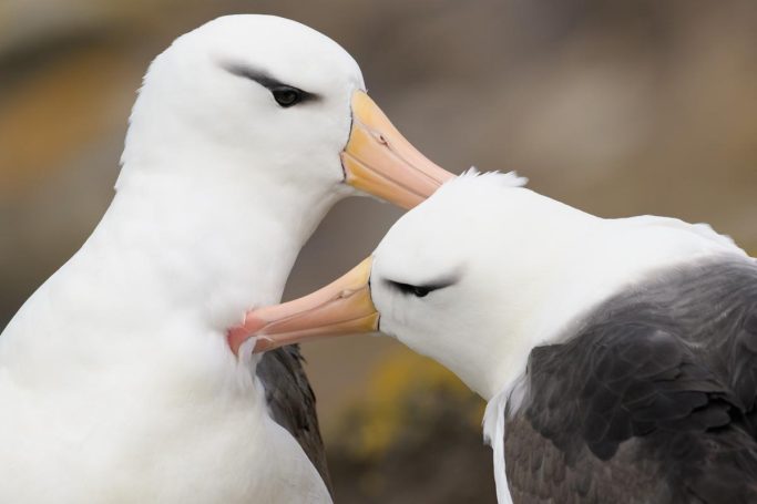 balzende Schwarzbrauenalbatrosse